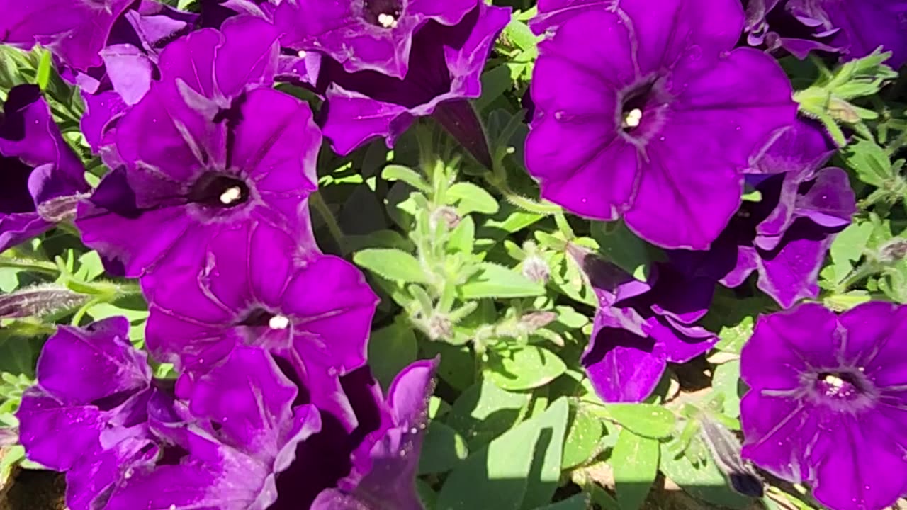 Hybrid Satin brand x Petunias