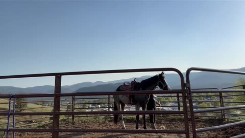 Day 2 of training smokey