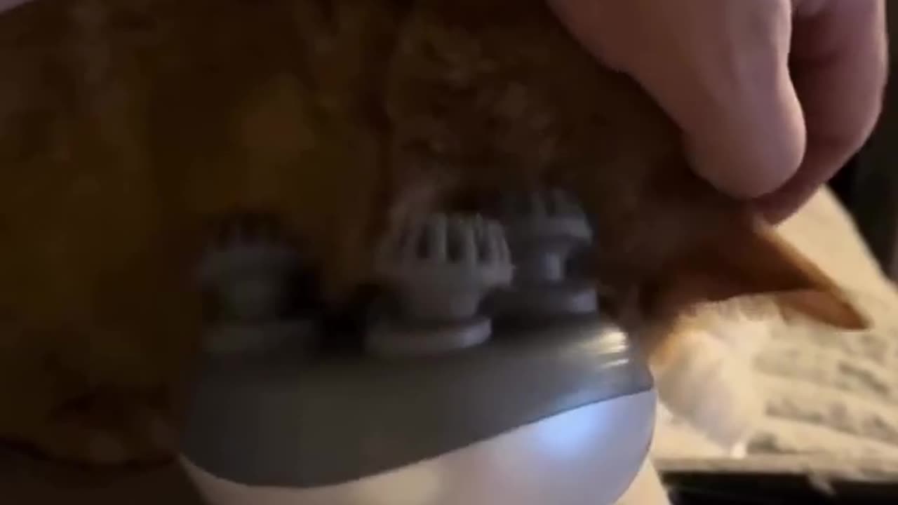 Funny cat