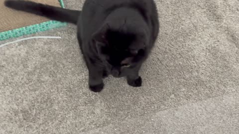 Cute Precious Piper Straightens the Wrinkles from Her Tail - Adopting a Cat from a Shelter Vlog