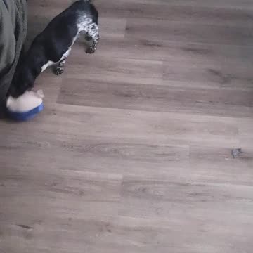 Dog goes crazy