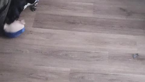 Dog goes crazy
