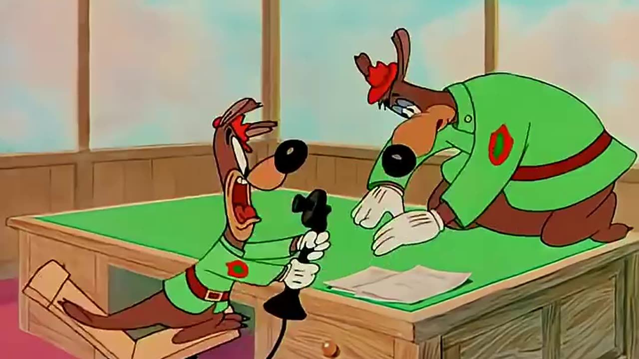Animals funny video crazy funny scene