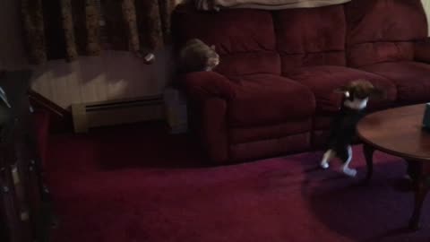 Daisy the Beagle puppy tries to play with the cat