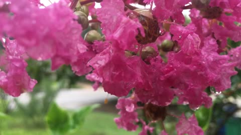 After the rain, Crystal-clear water droplets cling delicately to the flowers.