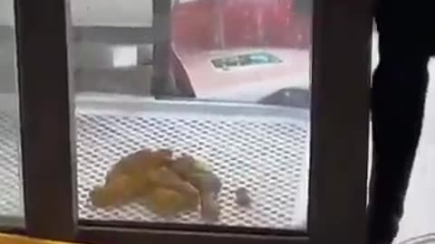 Funny Pets | 2025 😂 Funny Dogs And Funny Cats Videos 🐱 🐕 😄