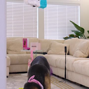 Dog pinata GONE WRONG