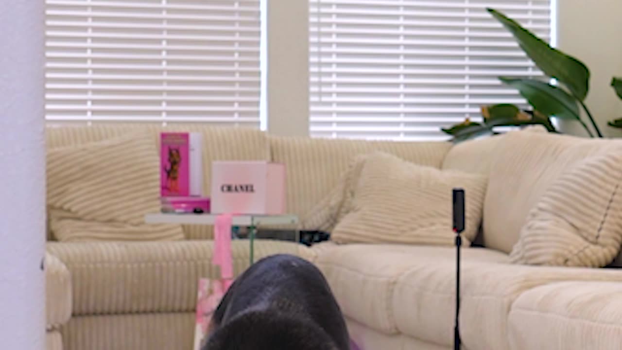 Dog pinata GONE WRONG