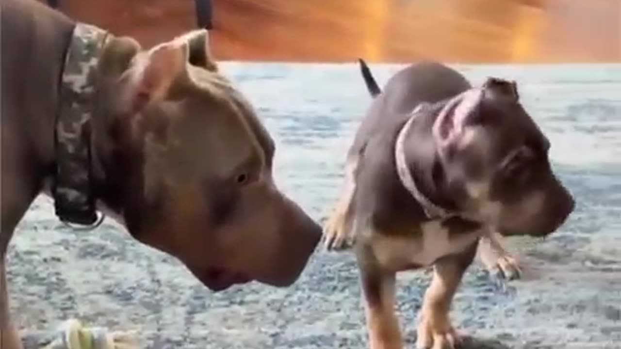 Caught on Camera The Puppy That Couldn't Find Its Target Repost🐕🧐 #stoprobocalls #phoneforensics