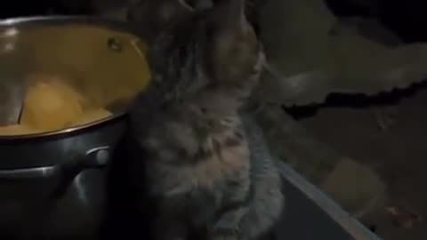 🐱💔 Ukraine Russia War | Ukrainian Soldier with Combat Kitty | RCF