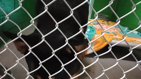 Jasper 4y Pet Id 949816 kennel 12 HSSAZ shelter talkie, he's excited & wants doggie walk20251107625