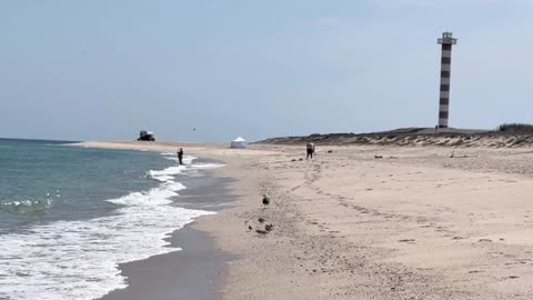 Herbal Remedies for Pancreatic and Parasitic Health