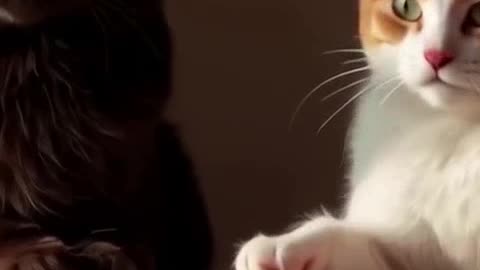 Who Taught These Cats to Eat Pasta!.mp4