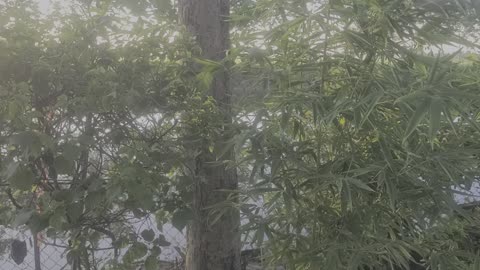 Please admire the bamboo tree next to my pond_03_ Date 09.08