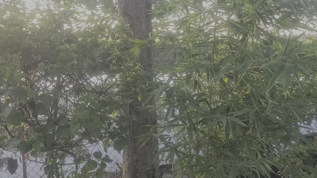 Please admire the bamboo tree next to my pond_03_ Date 09.08