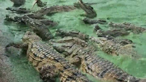 Feed the crocodile lunch