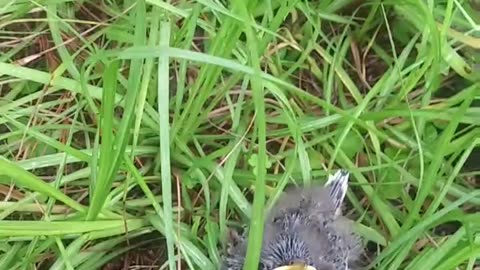 I Rescued a Baby Bird (and it got WEIRD)
