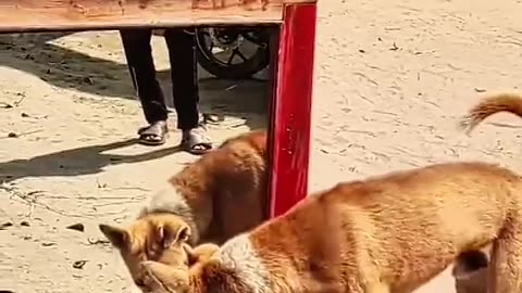 Dog funny animal