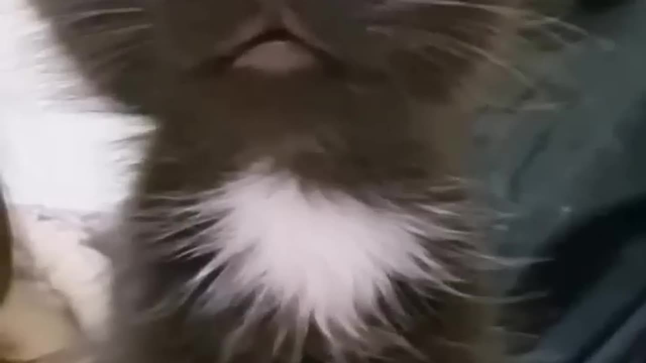 Funny cat