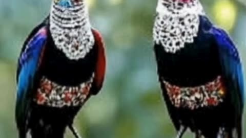 A unique bird, the crown on its head can open like an umbrella and protect its young.