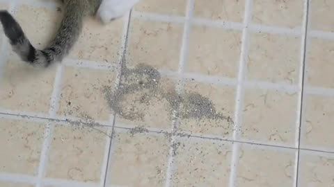 😱🐱 I Swear I'll Never Keep a Cat Again | FunFM