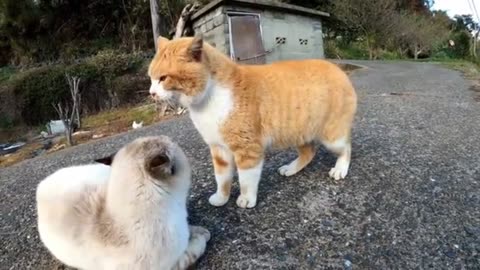 Cute pets - cuddly animals