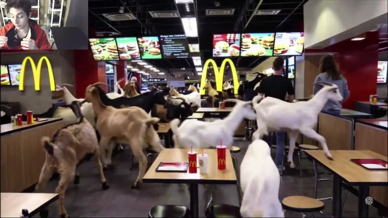 Outtake #1,041 Of Over 15 Sheep Roam Around A McDonald's Restaurant Fake Funny Parody Video