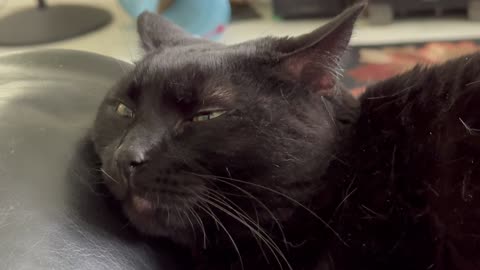 Cute Precious Piper Gets Dreamy Eyed - Adopting a Cat from a Shelter Vlog