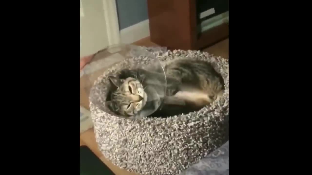 TRY NOT TO LAUGH - 🐶 Funny and Cute Animal Videos Compilation