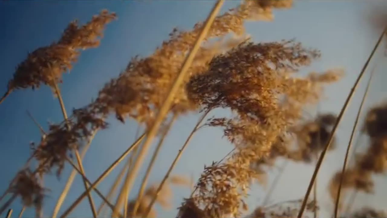 Prince and Princess of Wales environmental message