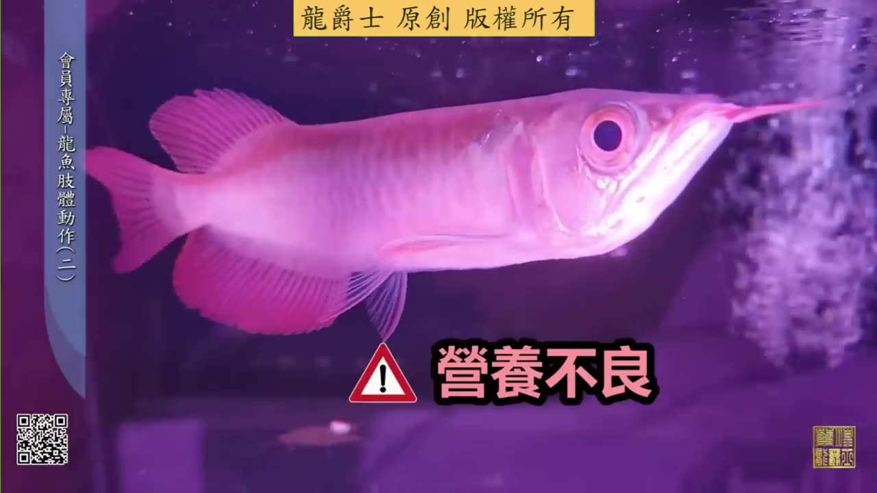 【龍爵士】龍魚肢體動作(二) (會員內容公開)