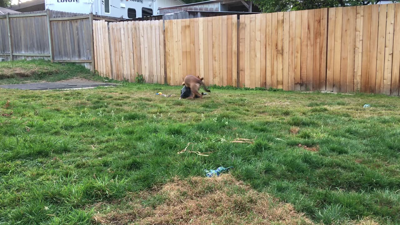 backyard wrastlin 390824o8429832