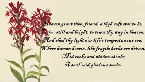 Cardinal Flower - The Language of Flowers