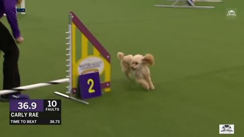 Cute Poodle - The Poodle amazing Attempts Championship Run At Dog Show