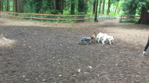 dog park chase 23908234098