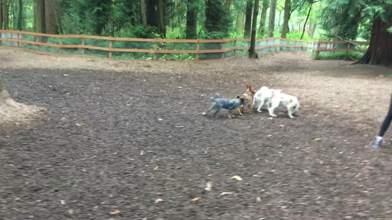 dog park chase 23908234098
