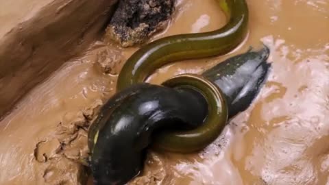Experimental Stop Motion ASMR - Bizarre Science Sounds
