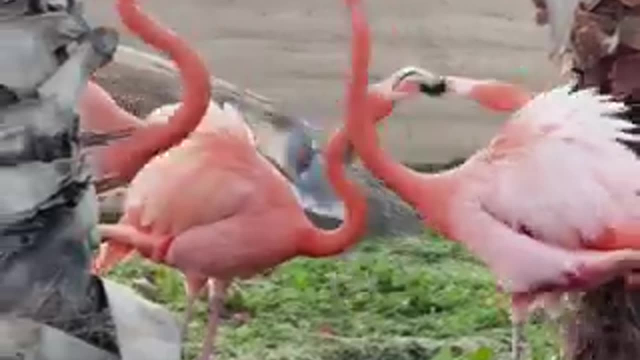 funny flamingo video | funny video | crazy clips