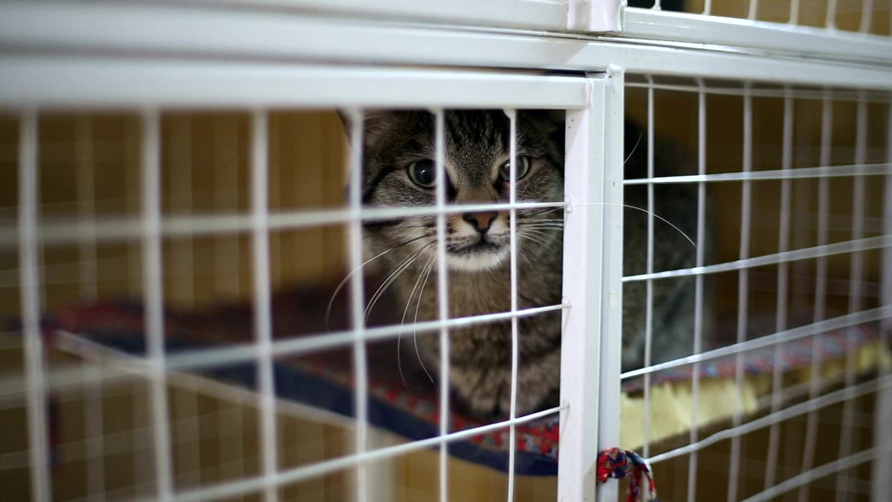 Cat in an animal shelter cage