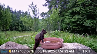 Squirrel Sticking Out It's Tongue
