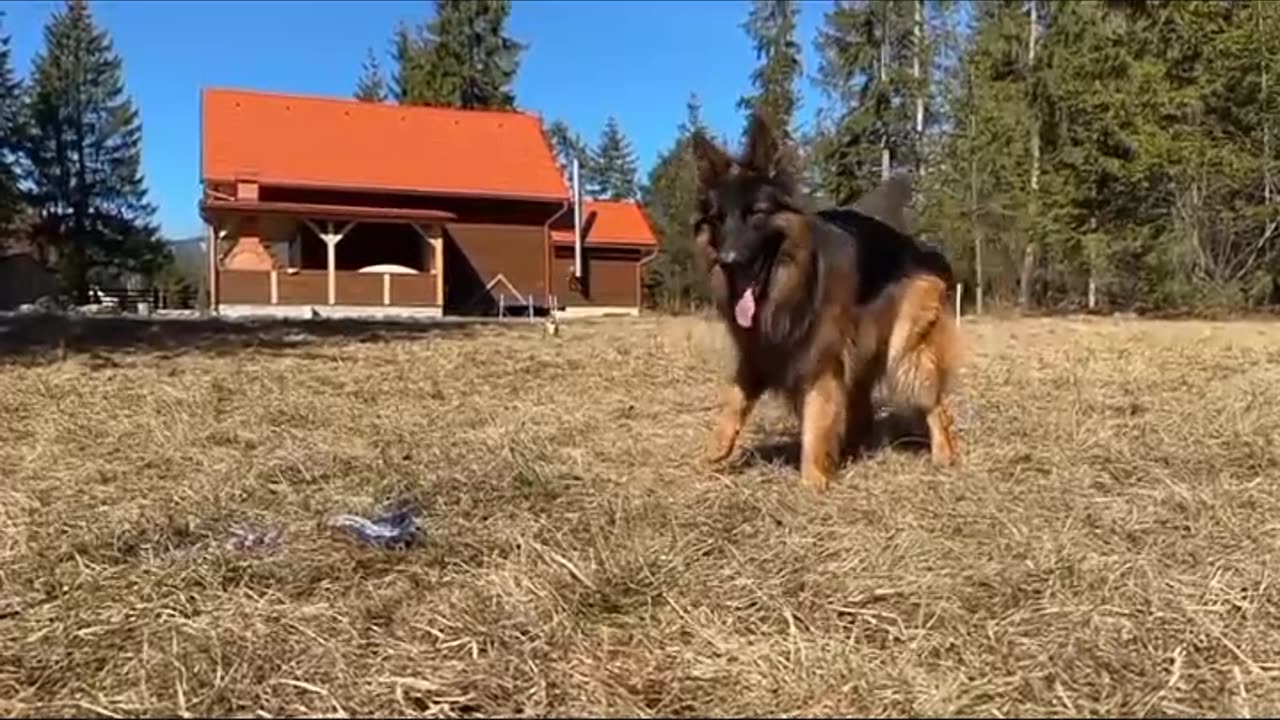 Dogs and cat