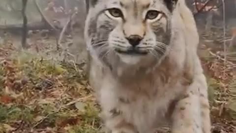 🐾✨ Closeup of a Wild Lynx! | FeedMyCuriosity
