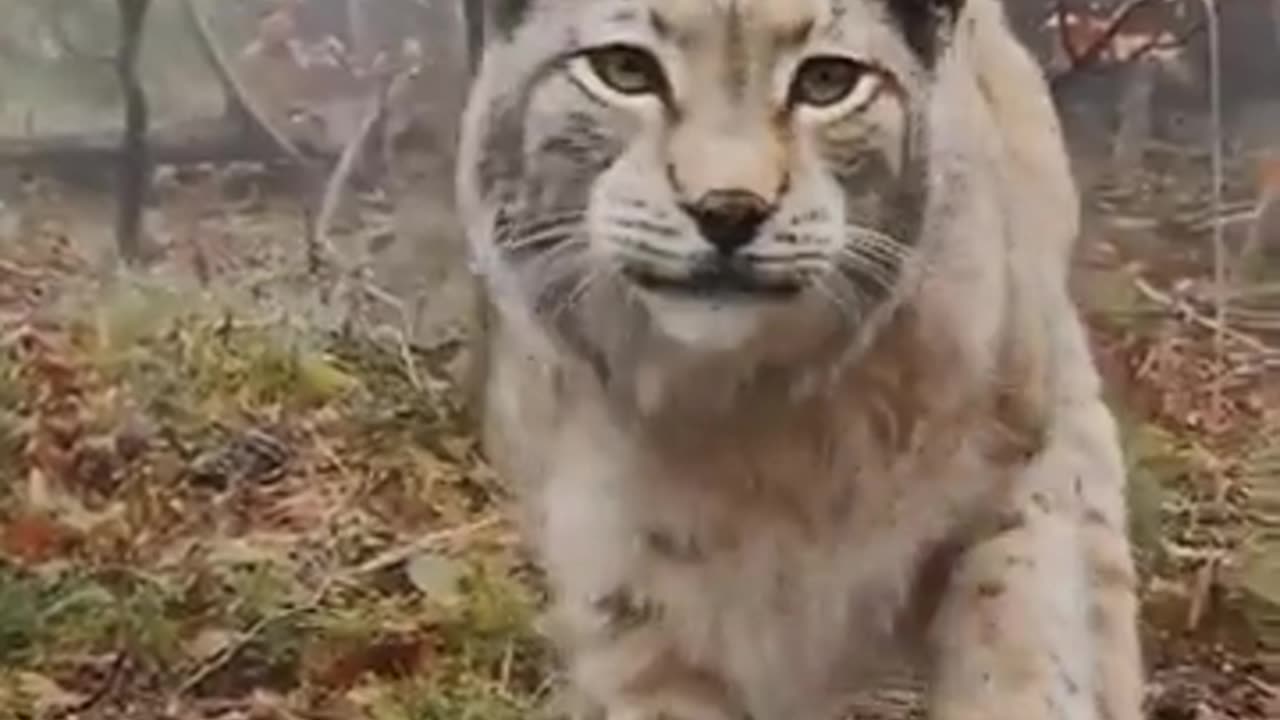 🐾✨ Closeup of a Wild Lynx! | FeedMyCuriosity