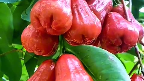 King Rose Wax Apple Harvest – Extra Sweet, Juicy & Loaded with Crimson Fruits!