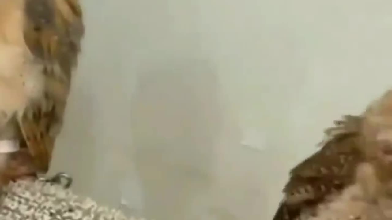 This lad is ready for a party 😂