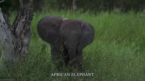 8K HDR FULL ANIMAL KINGDOM - STUNNING WILDLIFE FOOTAGE