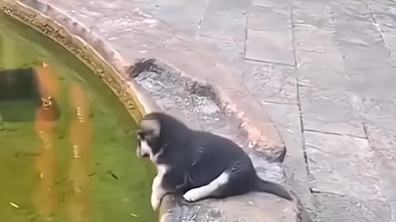 funny pet