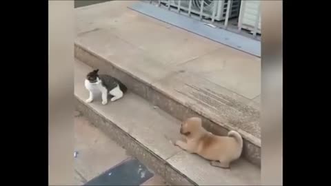 Animals stress relief