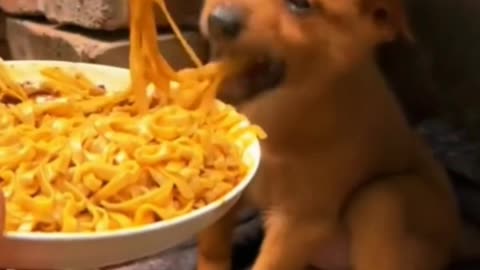 FEED DOG TAKE HAVEN #RUNBLE
