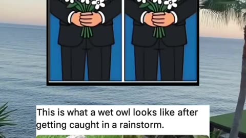 #funny #memes #fyp